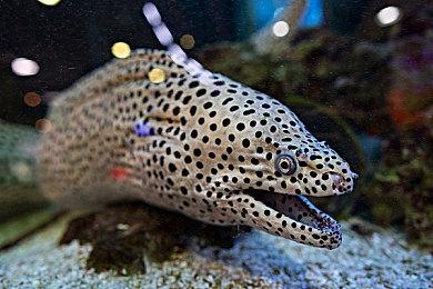 白金工作室发文回应 《猎天使魔女3》贝姐声优风波